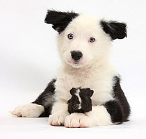 Black-and-white Border Collie pup and Guinea pig, against white background
