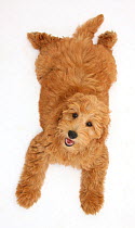Cute red toy Goldendoodle puppy, Flicker, 12 weeks, lying sprawled out and looking up, against white background