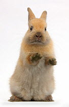 Brown rabbit standing up, against white background