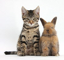 Tabby kitten, Fosset, 12 weeks, with baby Lionhead-cross rabbit, against white background DIGITALLY ENHANCED