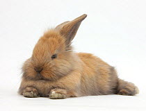 Brown baby Lionhead-cross rabbit lying stretched out, against white background