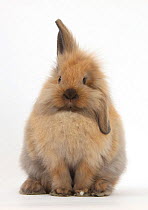 Windmill-eared Lionhead x Lop rabbit, against white background
