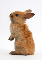 Baby Lionhead x Lop rabbit, standing, against white background