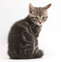 Tabby kitten, Max, 9 weeks, looking over his shoulder, against white background