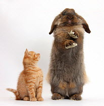 Ginger kitten and Lionhead-Lop rabbit, Dibdab, against white background