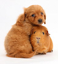 Red Daxiedoodle pup, 6 weeks, and Guinea pig, against white background
