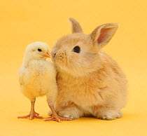 Cute sandy rabbit and bantam chick on yellow background.
