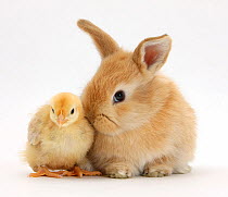 Cute sandy rabbit and yellow bantam chick, against white background