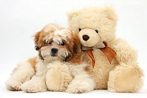 Maltese x Shih-tzu pup, Leo, 13 weeks, with a teddy bear, against white background