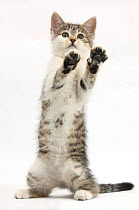 Tabby-and-white kitten standing with paws up, against white background