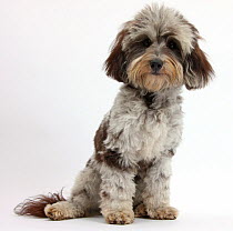 Fluffy black-and-grey Daxie-doodle, Pebbles, sitting, against white background
