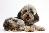 Fluffy black-and-grey Daxie-doodle, Pebbles, lying down and looking over her shoulder, against white background