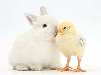 White rabbit kissing a yellow bantam chick, against white background