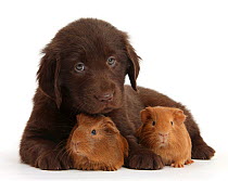 Liver Flatcoated Retriever puppy, 6 weeks, with two baby Guinea pigs, against white background
