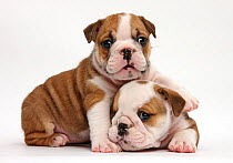 Two cute bulldog pups, 5 weeks, against white background