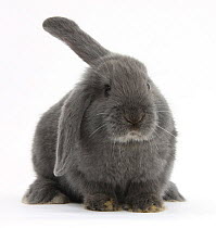 Blue-grey floppy-eared rabbit, against white background