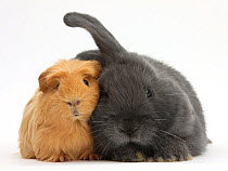 Ginger Guinea pig and blue-grey floppy-eared rabbit snuggling together, against white background