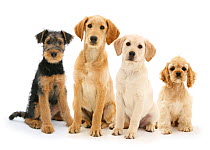 Airedale Terrier bitch pup, Molly, 3 months, Labradoodle pup, Maddy, Yellow Labrador Retriever pup, 3 months, and Buff American Cocker Spaniel pup, China, 10 weeks, against white background