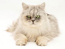 Silver tabby chinchilla Persian male cat, Cosmos, against white background