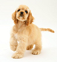 Buff American Cocker Spaniel pup, China, 10 weeks, standing with raised paw, against white background