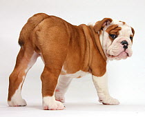 Bulldog puppy standing and looking back, against white background