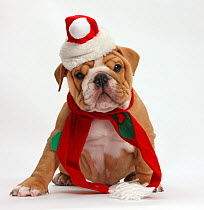 Bulldog puppy wearing Father Christmas  hat and scarf, against white background