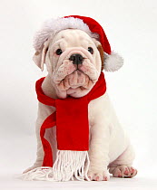 Mostly white Bulldog puppy wearing Father Christmas hat and scarf, against white background
