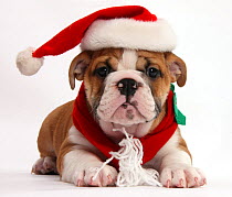 Bulldog puppy wearing Father Christmas hat and scarf, against white background
