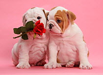 Bulldog puppies with red rose, on pink background.