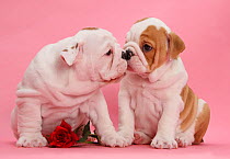 Bulldog puppies with red rose, kissing.