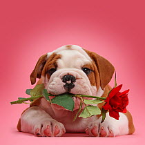 Bulldog puppy with red rose.