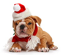 Bulldog puppy wearing Santa hat and scarf, against white background