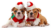 Bulldog puppies wearing Santa hat and scarf, against white background