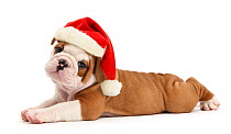 Cute bulldog pup, 5 weeks, lying stretched out and wearing a Father Christmas hat, against white background DIGITALLY ENHANCED