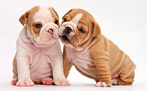 Two cute Bulldog pups, 5 weeks, against white background