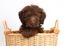 Chocolate Labradoodle puppy, 9 weeks, in a wicker basket, against white background