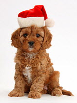 Cute red Cavapoo puppy, 6 weeks, wearing a Father Christmas hat, against white background