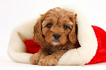 Cute red Cavapoo puppy, 6 weeks, in a Father Christmas hat, against white background