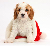 Cute red-and-white Cavapoo puppy, 6 weeks, in a Father Christmas hat, against white background