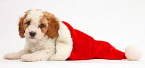 Cute red-and-white Cavapoo puppy, 6 weeks, in a Father Christmas hat, against white background