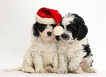 Cute black-and-white Cavapoo puppies, 6 weeks, wearing a Father Christmas hat, against white background