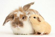 Brown-and-white rabbit and baby yellow Guinea pig, against white background