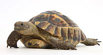 Hermann's Tortoise (Testudo hermanni) against white background