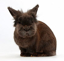 RF- Elderly Lionhead rabbit, against white background (This image may be licensed either as rights managed or royalty free.)