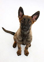 Malinois x Alsatian puppy, 14 weeks, sitting and looking up, against white background