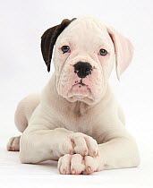 Black eared white Boxer puppy, lying with head up and crossed paws, against white background
