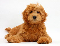 Cute red toy Goldendoodle puppy, Flicker, 12 weeks, lying with head up, against white background
