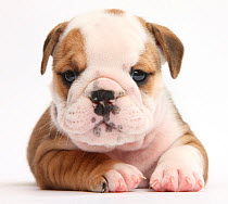 Cute playful bulldog pup, 5 weeks, lying with head up, against white background