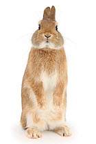 Sandy Netherland dwarf-cross rabbit, Peter, standing up, against white background []