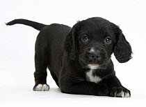 Black Cocker Spaniel puppy in play-bow, against white background